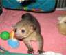 3 Monate Kinkajou